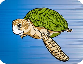 Caretta