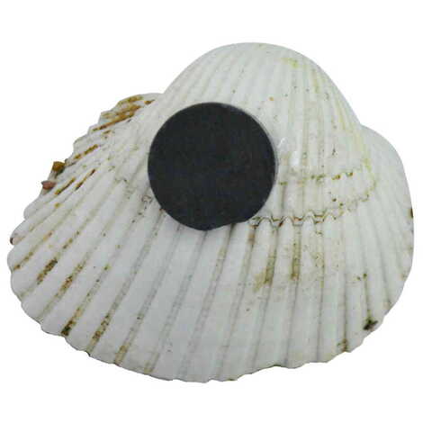 Antalya Themed Sea Shell Souvenir Fridge Magnet - 2