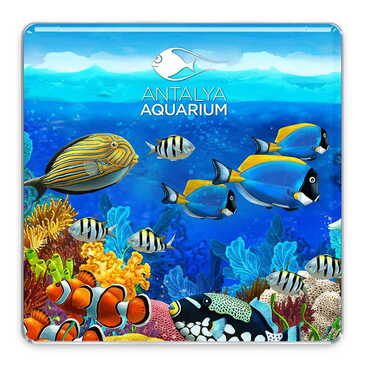 Toptan Aquapark Temalı Myros Magnet 35x35 mm - Myros