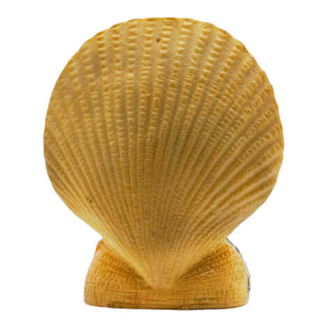 Kemer Oyster - 2