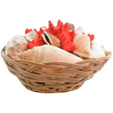 Sea Shell Cart Desktop Decor 150 Mm - Thumbnail