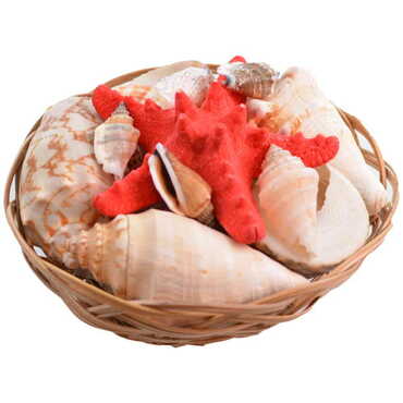 Sea Shell Cart Desktop Decor 150 Mm - Thumbnail