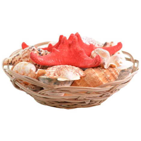 Sea Shell Cart Desktop Decor 210 Mm