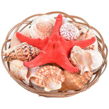 Sea Shell Cart Desktop Decor 210 Mm - Thumbnail