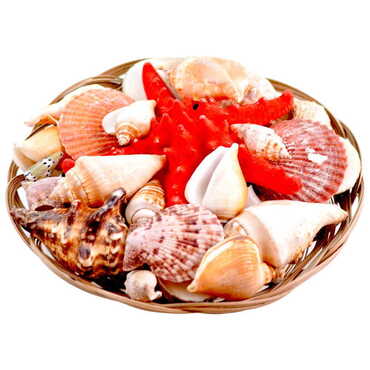 Sea Shell Cart Desktop Decor 280 Mm - Thumbnail