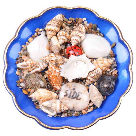 Side Themed Customised Sea Shell Plate Magnet 73 Mm