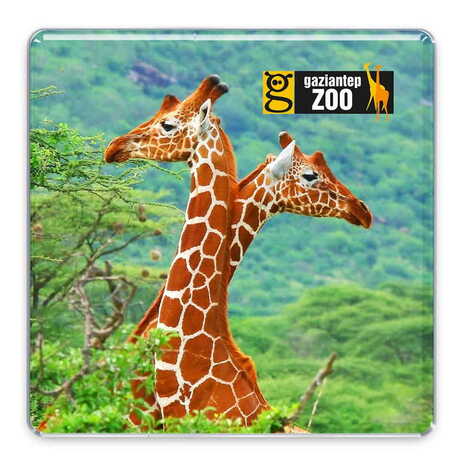 Zoo Themed Epoxy Dome Square Souvenir Fridge Magnet 65x65 mm