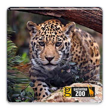 Myros - Zoo Themed Epoxy Dome Square Souvenir Fridge Magnet 80x80 mm